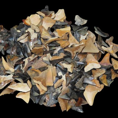 Sale Photo Thumbnail #605: Lot of 200+ Fossil Shark Teeth from Florida