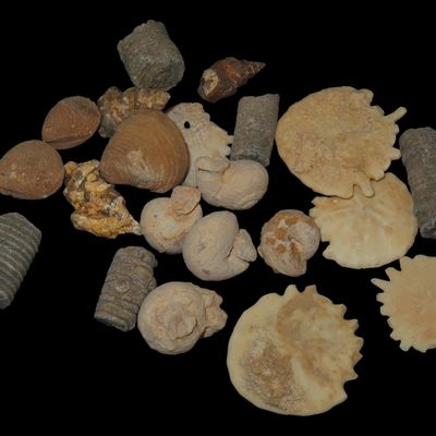 Sale Photo Thumbnail #515: Nice lot of Various Fossils from Morocco. Millions of years old! Great variety!