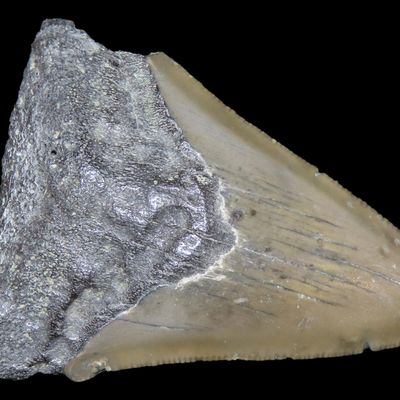 Sale Photo Thumbnail #613: Large Megalodon Shark Tooth, 2.5-23 Million Year Old Fossil found off the coast of the Carolinas. No Repair, No Resto, No Polishing. Great Example!