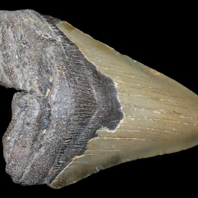 Sale Photo Thumbnail #549: Large 4 1/2" Megalodon Shark Tooth, 2.5-23 Million Year Old Fossil found off the coast of the Carolinas. No Repair, No Resto, No Polishing. Great Example!