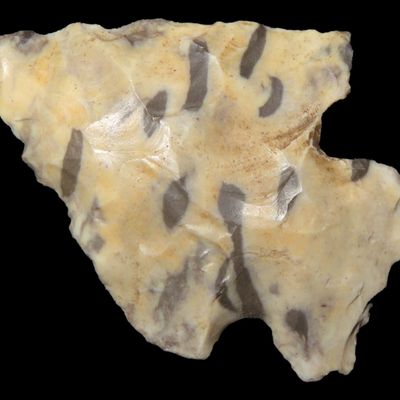 Sale Photo Thumbnail #767: Petrified Palmwood Kirk Corner Notch found in Louisiana. Colorful Indian Arrowhead.