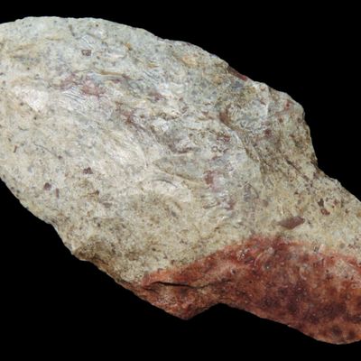 Sale Photo Thumbnail #141: Colorful River Stained 2 1/8" Florida Adena found in Pinellas County, FL. Ex Brian Boles Collection. Deep South Arrowhead.