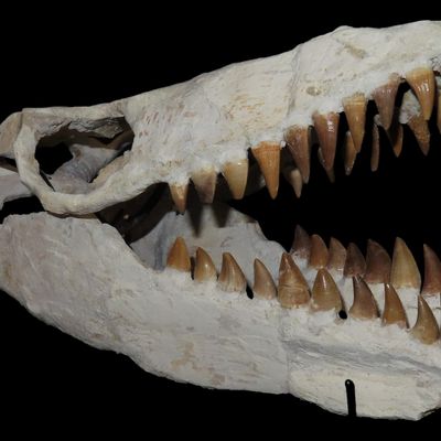 Sale Photo Thumbnail #481: Incredible Mosasaur Dinosaur Fossil Skull, Cretaceous, Circa 80-70 Million Years Old. Northern Africa. Oustanding Fossil of the grat marine animal that dominated the seas at the end of the Dino era. Comes with a custom made metal stand that hold the upper