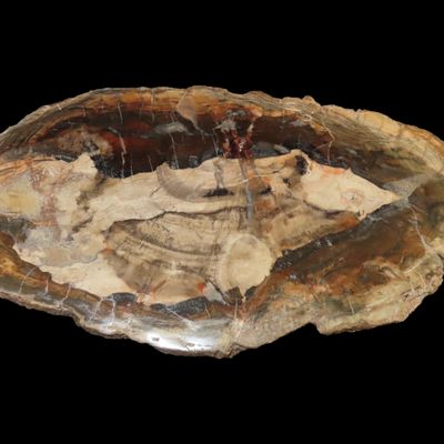 Sale Photo Thumbnail #462: Large Colorful Polished Slab of Petrifeid Wood. Fully Polished on Both Sides, Beautiful Colorful Example.