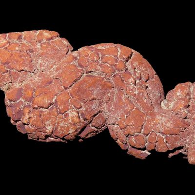 Sale Photo Thumbnail #601: Large Dinosaur Poop Fossil, Coprolite, Appr. 100 Million Years old Fossilized Dino Dung, Great Well Formed Example!