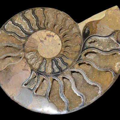 Sale Photo Thumbnail #593: Huge 5 1/2" Cut Ammonite Fossil, Amazing Colors, Highly Polished Example.