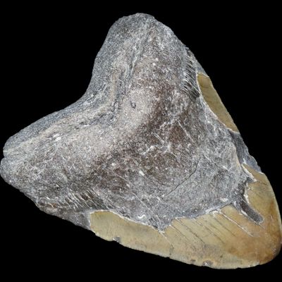 Sale Photo Thumbnail #493: HUGE 5 5/16" Megalodon Shark Tooth, 2.5-23 Million Year Old Fossil found off the coast of the Carolinas. No Repair, No Resto, No Polishing. Great Example!