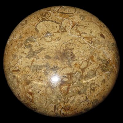 Sale Photo Thumbnail #603: Highly Polished 3" Round Fossil Coral paperweight.