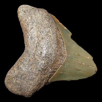 Sale Photo Thumbnail #629: Large Megalodon Shark Tooth, 2.5-23 Million Year Old Fossil found off the coast of the Carolinas. No Repair, No Resto, No Polishing. Great Example!