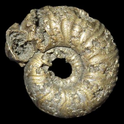 Sale Photo Thumbnail #868: Rare Pyrite Ammonite Fossil. Pyrite ammonites formed through a rare fossilization process, known as pyritization, that required very specific conditions shortly after the animal’s death.