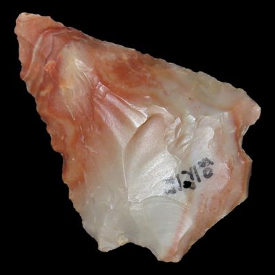 Sale Photo Thumbnail #888: Colorful Florida Arrowhead, Alachua / Kirk Stemmed. Great Color!