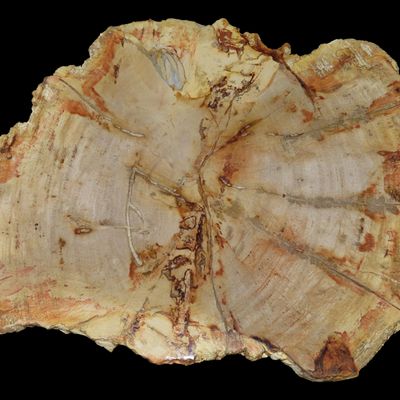 Sale Photo Thumbnail #478: HUGE Colorful Polished Slab of Petrifeid Wood. Fully Polished on Both Sides, Beautiful Colorful Example.