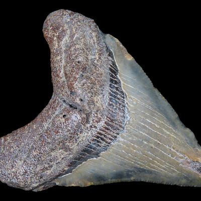 Sale Photo Thumbnail #581: Large Megalodon Shark Tooth, 2.5-23 Million Year Old Fossil found off the coast of the Carolinas. No Repair, No Resto, No Polishing. Great Example!