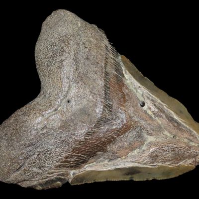 Sale Photo Thumbnail #525: HUGE 5" Megalodon Shark Tooth, 2.5-23 Million Year Old Fossil found off the coast of the Carolinas. No Repair, No Resto, No Polishing. Great Example!