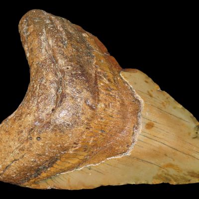 Sale Photo Thumbnail #517: HUGE 4 11/16" Megalodon Shark Tooth, 2.5-23 Million Year Old Fossil found off the coast of the Carolinas. No Repair, No Resto, No Polishing. Great Example!
