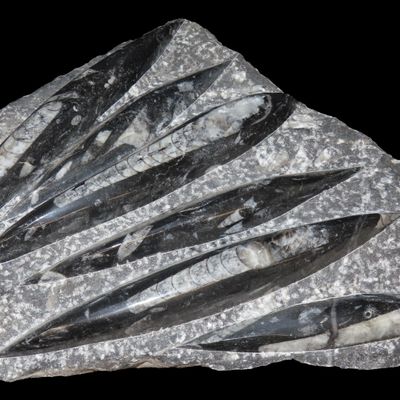 Sale Photo Thumbnail #470: HUGE 11 1/2" Polished Orthoceras Fossil Plate. Amazing Display Specimen. 200-500 Million Years Old, Triassic Period.