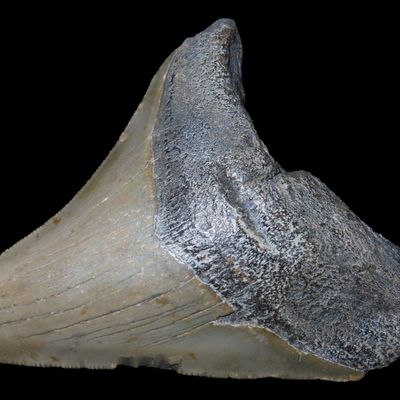 Sale Photo Thumbnail #541: Large 3 13/16" Megalodon Shark Tooth, 2.5-23 Million Year Old Fossil found off the coast of the Carolinas. No Repair, No Resto, No Polishing. Great Example!