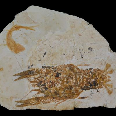 Sale Photo Thumbnail #547: Rare Palinurus Lobster Fossil from Lebanon, 100 MillionYear old Upper Cretaceous Era Fossils! Minor Repairs to some cracking.