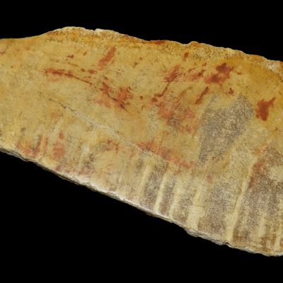 Sale Photo Thumbnail #622: Large Colorful Polished Slab of Petrifeid Wood. Fully Polished on Both Sides, Beautiful Colorful Example.
