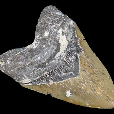 Sale Photo Thumbnail #501: Incredible 5" Megalodon Shark Tooth, 2.5-23 Million Year Old Fossil found off the coast of the Carolinas. No Repair, No Resto, No Polishing. Great Example!
