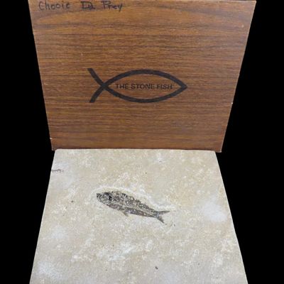 Sale Photo Thumbnail #465: Impressive Huge 10 1/2" Detailed Fish Fossil (Diplomystus) from the Green River Formation in Wyoming, 50 Million Years old! Amazing High Grade Example!
