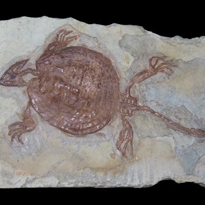 Sale Photo Thumbnail #497: Rare Turtle Fossil in Matrix, Triassic Age 50-250 Million Years Old. Great Example, Dino  Age Turtle