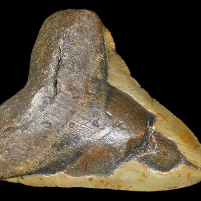 Sale Photo Thumbnail #469: MASSIVE 6" Megalodon Shark Tooth, 2.5-23 Million Year Old Fossil found off the coast of the Carolinas. No Repair, No Resto, No Polishing. Great Example!