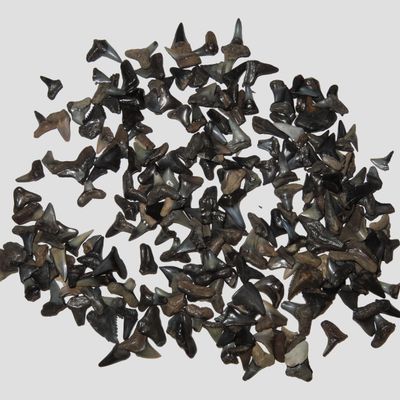Sale Photo Thumbnail #793: Lot of 200 Sharks Teeth found in Florida with Identification Card. Sand Shark, Tiger Shark, Lemon Shark, Bull Shark, Mako Shark