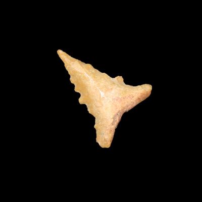 Sale Photo Thumbnail #804: Amazing Serrated Bird Point with Needle Tip found in Northern Arkansas. Indian Arrowhead, Artifact.