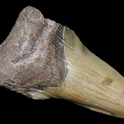 Sale Photo Thumbnail #573: Large 3 1/2" Megalodon Shark Tooth, 2.5-23 Million Year Old Fossil found off the coast of the Carolinas. No Repair, No Resto, No Polishing. Great Example!