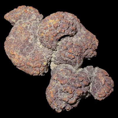 Sale Photo Thumbnail #521: Large Dinosaur Poop Fossil, Coprolite, Appr. 100 Million Years old Fossilized Dino Dung, Great Well Formed Example!