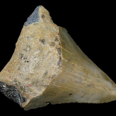 Sale Photo Thumbnail #621: Large Megalodon Shark Tooth, 2.5-23 Million Year Old Fossil found off the coast of the Carolinas. No Repair, No Resto, No Polishing. Great Example!