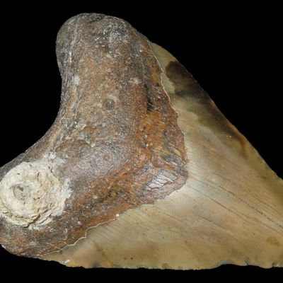 Sale Photo Thumbnail #477: Impressive 5 1/2" Megalodon Shark Tooth, 2.5-23 Million Year Old Fossil found off the coast of the Carolinas. No Repair, No Resto, No Polishing. Great Example!