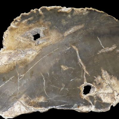 Sale Photo Thumbnail #606: Large Colorful Polished Slab of Petrifeid Wood. Fully Polished on Both Sides, Beautiful Colorful Example.