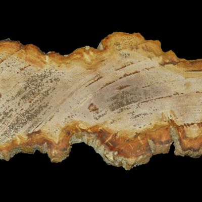 Sale Photo Thumbnail #558: Large Colorful Polished Slab of Petrifeid Wood. Fully Polished on Both Sides, Beautiful Colorful Example.