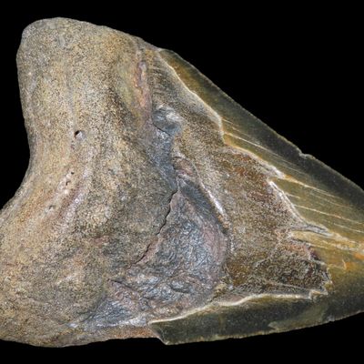 Sale Photo Thumbnail #533: HUGE 4 11/16" Megalodon Shark Tooth, 2.5-23 Million Year Old Fossil found off the coast of the Carolinas. No Repair, No Resto, No Polishing. Great Example!