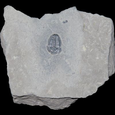 Sale Photo Thumbnail #502: 300-500 Million Year old Trilobite Fossil in Matrix, Very well Preserved & Highly Detailed Example.