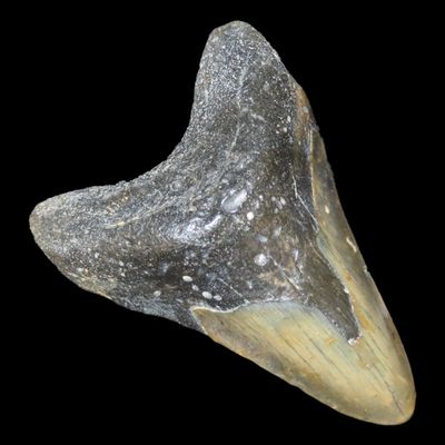 Sale Photo Thumbnail #509: Impressive 4 7/8" Megalodon Shark Tooth, 2.5-23 Million Year Old Fossil found off the coast of the Carolinas. No Repair, No Resto, No Polishing. Great Example!