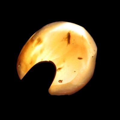 Sale Photo Thumbnail #495: Fossil Amber with Encased Insect, Great Specimen with Easily Visible Bug. 100 Million Years Old, from the Hukawng Valley, Burma-Myanmar. Burnite. Burmese Amber.