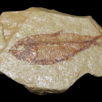 Sale Photo Thumbnail #587: Very Detailed Fish Fossil (Diplomystus) from the Green River Formation in Wyoming, 50 Million Years old! Amazing Example!