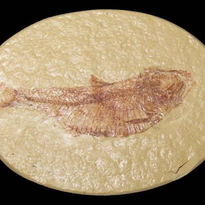 Sale Photo Thumbnail #545: Very Detailed Fish Fossil (Diplomystus) from the Green River Formation in Wyoming, 50 Million Years old! Amazing High Grade Example!