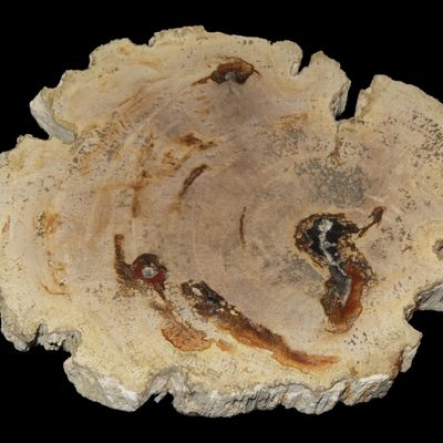 Sale Photo Thumbnail #652: Large Colorful Polished Slab of Petrifeid Wood. Fully Polished on Both Sides, Beautiful Colorful Example.