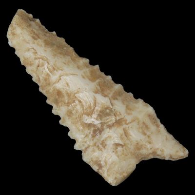 Sale Photo Thumbnail #378: 2 3/4" Heartbreaker Serrated Dalton found in Northern Arkansas. Ex Joey Ellis Collection.