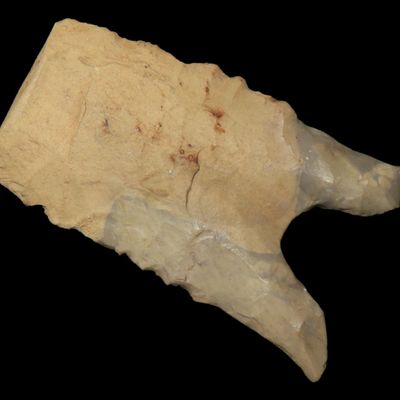 Sale Photo Thumbnail #215: Incredible 1 15/16" Heartbreaker Serrated Dalton found in Northern Arkansas. Ex Joey Ellis Collection.