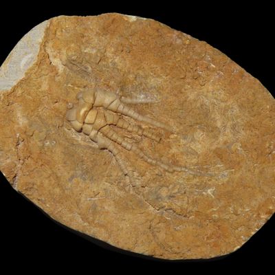 Sale Photo Thumbnail #571: Amazing Detailed Crinoid Plant Fossil in Matrix. Great example of a full Chrinoid.