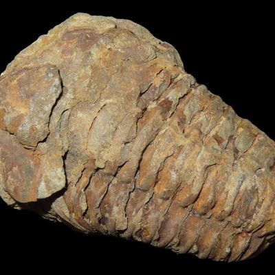 Sale Photo Thumbnail #534: 300-500 Million Year old Trilobite Fossil, Very well Preserved & Highly Detailed Example.
