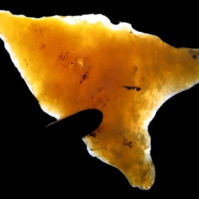 Sale Photo Thumbnail #101: Translucent Florida Candy Sante Fe / Tallahassee Dalton found in Jefferson County FL. Ex Brian Boles Collection. Deep South Arrowhead.