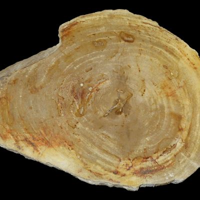 Sale Photo Thumbnail #526: Large Colorful Polished Slab of Petrifeid Wood. Fully Polished on Both Sides, Beautiful Colorful Example.