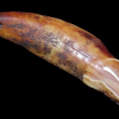 Sale Photo Thumbnail #126: Nice Anciently Drilled Wolf Canine Tooth Pendant found in Alaska. Old Alaskan Eskimo Artifact.