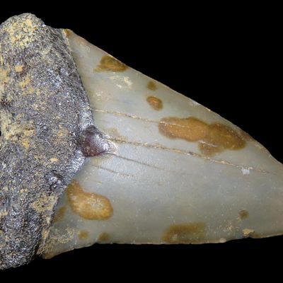 Sale Photo Thumbnail #637: Large Megalodon Shark Tooth, 2.5-23 Million Year Old Fossil found off the coast of the Carolinas. No Repair, No Resto, No Polishing. Great Example!